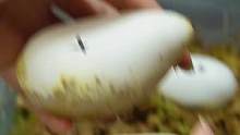 黑王蛇崽出壳被卡住了，长相酷似“白唇蟒”，蛇崽出壳先行版
视频里的蛇蛇属于人工繁殖的宠物蛇，非野生动
