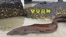 新物种海鳗鱼跑到岸边，阿聪用石头砸晕了才敢抓，太凶猛了