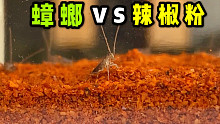 把30只蟑螂和辣椒粉关一起！会发生什么事？