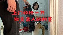 上门收拾一只咬主人的柯基。