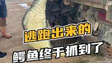 逃跑出来的鳄鱼终于抓回来了#鳄珍