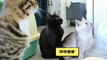 捡到组团流浪的小猫咪，一只社牛，一只社恐，它俩真的好配啊
