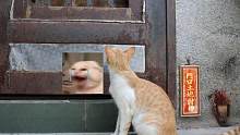 一只上门要饭的猫猫~