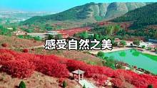 真的有这么一个地方能让你忘却烦恼#是时候来山东看红叶了 #来山东感受深秋的氛围感吧