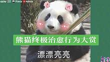 “熊 猫 终 极 治 愈 行 为 大 赏”