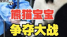 熊猫小宝宝争夺战！大熊猫妈妈与饲养员斗智斗勇，到底谁更胜一筹？