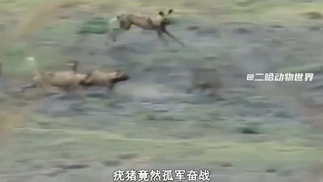 孤军奋战的疣猪，能否逃脱野狗群的追杀