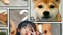 我家都是大眼狗崽，即使是三角眼的柴柴也不例外～#照片墙 #甜妹 #柴犬 #柯基 #修勾 