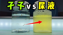 把蚊子幼虫泡在人类尿液里！会发生什么事？