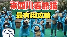 来四川看大熊猫最有用的攻略，让你比别人看到更多小团子！