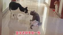 残疾小蓝猫第一次见二哈猫吓得腿软，二哈猫吓跑，小蓝猫非要送行
