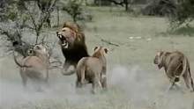 雄狮不在家，流浪雄狮想要霸占狮群，却被母狮打得落荒而逃！#动物世界 