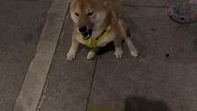 阿这~大无语事件#柴犬