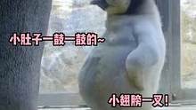 #偷偷打瞌睡的企鹅宝宝     插着腰睡觉的企鹅宝宝可爱化了 #萌  #可爱 #夏日娱评嘉年华  