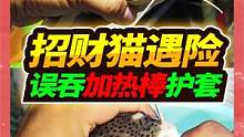 合体巨兽招财猫发生意外，误吞加热护套求救，一番生猛操作终得救 #招财猫鱼 #观赏鱼 #宠物救助 