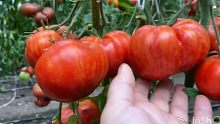 俄罗斯传家宝番茄2022