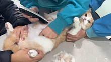 小猫咪体检日记｜乖巧剃毛/任人宰割/认真B超/还有“喵喵叫”