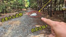 江西山区路边来了一只不明动物，看着像国家保护动物，你认识吗？
