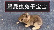 网友在跟家人去高尔夫球场的路上，偶遇一只前来碰瓷的“跟屁虫”小奶兔，蹦跶的样子太可爱了！#兔子 #可