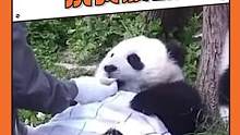 #大熊猫 演我#放假 ！！！妈你看国宝也这样！！#萌宠 