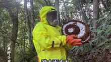 朋友整个蜂场基本都被虎头蜂驱赶，子威不停更换标点连上数标终于找到
