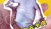 龙傲天卡皮都不帅了#养爬姑娘 #爬宠 #蜥蜴 #肥尾守宫 #龙傲天