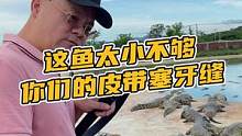 这条鱼太小都不够你们的皮带塞牙缝#鳄珍 