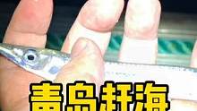 青岛赶海偶遇鱼坚强 #赶海 #鱼坚强 #蟹奴