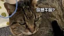#原来猫耳朵可以这么玩 猫：你自己没有耳朵吗？