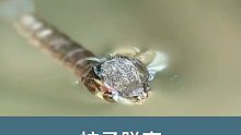 你见过蚊子蜕变么