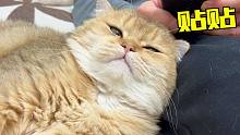 猫咪：我只想跟你贴贴