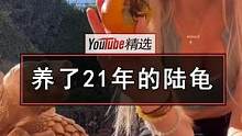 家住洛杉矶的小姐姐Caitlin从小开始养一只小陆龟，现在陆龟已经21岁了，重达79公斤，需要2-3