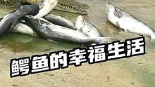 鳄鱼的幸福生活#鳄鱼养殖 #鳄鱼 #鳄珍 