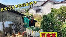 老乡从河兰带回来的种子，以为在江西种不活，没想到奇迹发生了