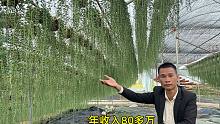 广东小伙在江西种了10万盘植物，一盆能卖8-10元，一年轻松赚80万