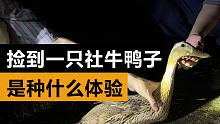 捡到一只不怕人的鸭子，是种什么体验？