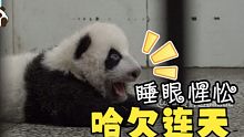 原来在熊猫宝宝睡醒的时候，我们能清楚地看到它的眼睛！