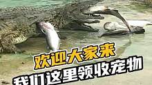 欢迎大家来我们这里领收宠物#鳄鱼养殖 #鳄鱼 #鳄珍 