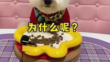 #宠物吃货 #比熊宝宝 哈哈哈这孩子，哪来这么多为什么，吃狗粮是不是就应该像我这么吃，嚼的嘎嘣脆，它