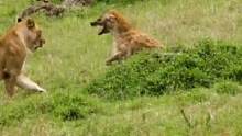 狮子对战鬣狗#野生动物零距离 #动物世界 #神奇动物在抖音 #精彩片段 