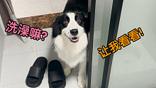 边牧喜欢偷看主人洗澡该怎么办？