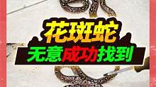 失踪了6天的80公分花斑蛇，无意间在保温柜底找到，结局大失所望 #宠物 #爬宠 #宠物蛇 