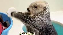 没有人能拒绝海獭这种小可爱吧！#海獭 #可爱#治愈  #动物  