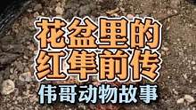 阳台的花盆里多了五枚蛋，是您会怎么办呢？#万物皆有灵性 #萌宠 #隼 #治愈系
