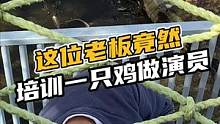 这位老板竟然培训一只鸡做演员#鳄鱼 #鳄珍#鳄鱼养殖  