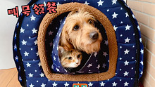 窝里有猫又有狗，就可以这样玩