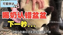 熊猫宝宝喝奶，认错了盆盆，没想到下一秒......