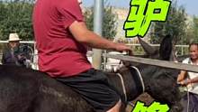 腿瘸脚拐！黑乌头唱反调激怒师傅，拧鼻搬腿找毛病，全程放松！#毛驴修蹄 #修驴蹄 #解压 #老手艺 