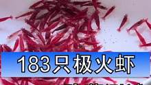 极火虾能给鱼缸除藻吗？这是个问题。但我觉得，不试试怎么知道呢。183只小红虾已经投入战场，我们一起等