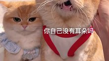猫：你自己没有耳朵吗？已经不是第一次了！